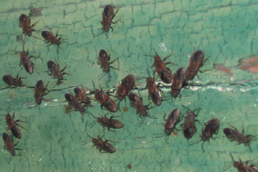 Cimice dell'olmo  al via il monitoraggio in corso Dante